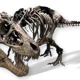 Earth Experience - Middle Tennessee Museum of Natural History