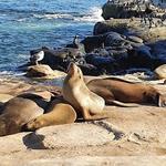 La Jolla Cove
