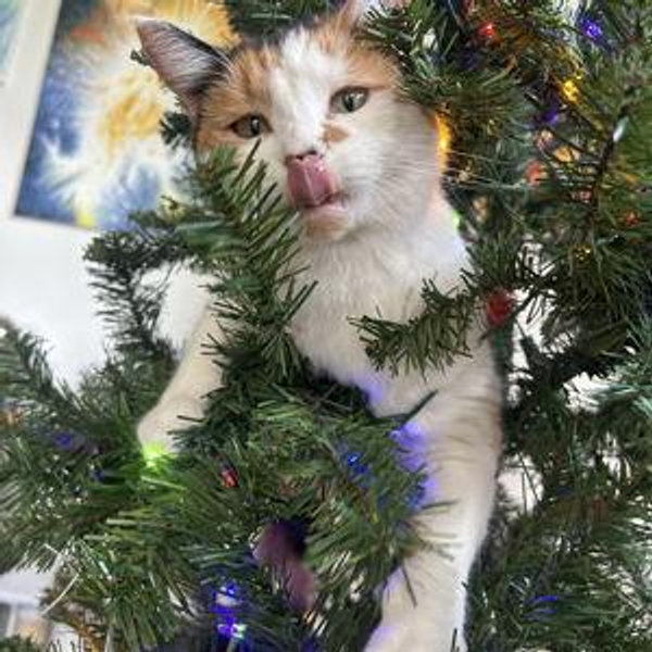 Cat Sitting Fee