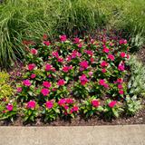Atlanta Botanical Garden