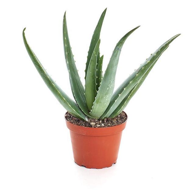 Shop Succulents Aloe Vera Succulent Plant, Hard to Kill Plants, Fully Rooted Live 4" Succulent Plant, Low Maintenance Indoor Plant, Hardy Trailing Succulents, Gift & Garden