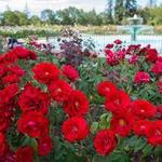 Municipal Rose Garden