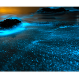 Swim with bioluminescent plankton in Manialtepec Lagoon
