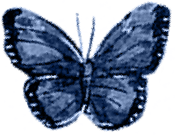 butterfly