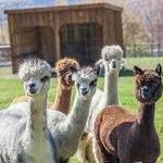 Buck Brook Alpacas