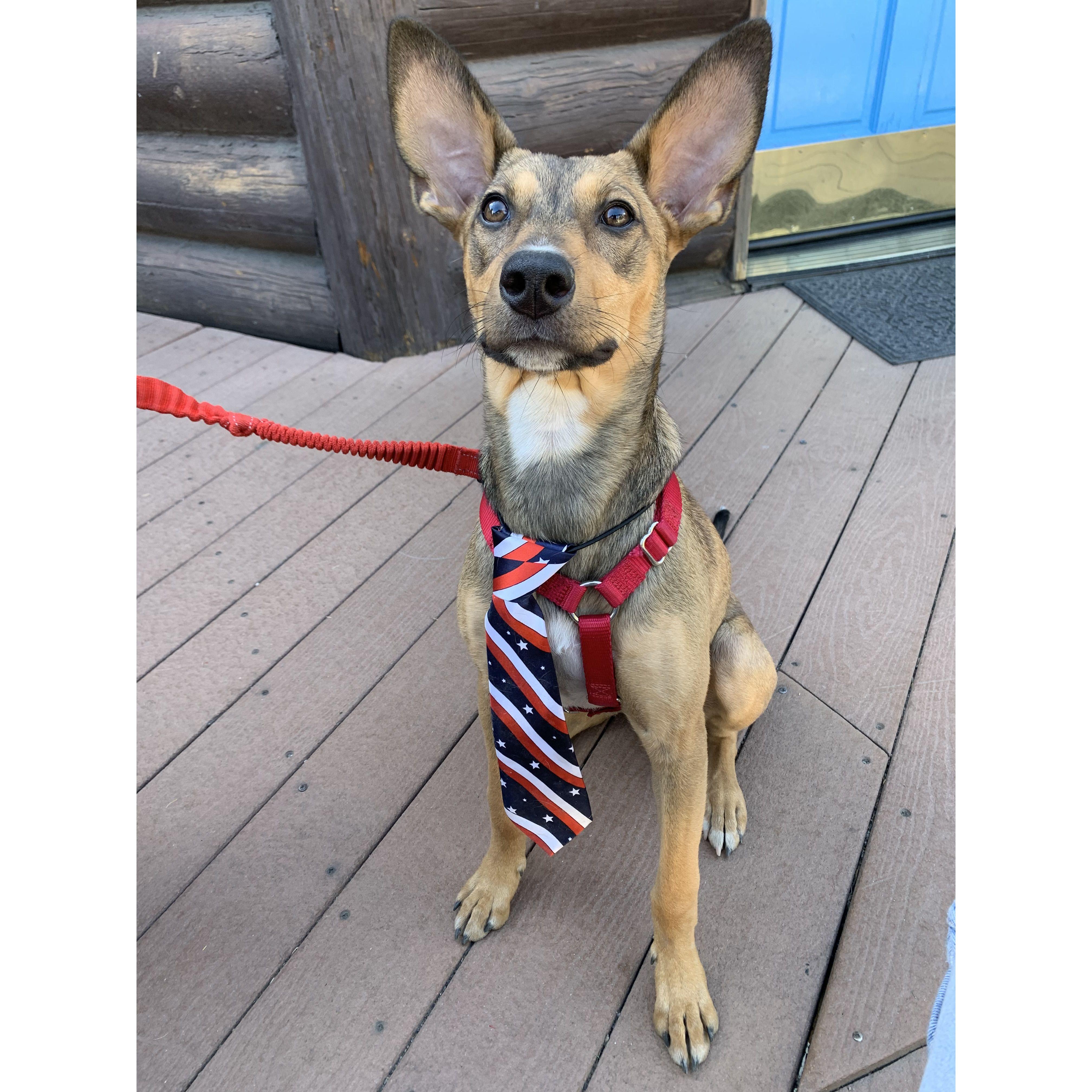 Mookie became Deputy Mayor of Idyllwild, CA | 07/04/2021