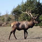 Knoxville Ranch Wedding & Event Venue