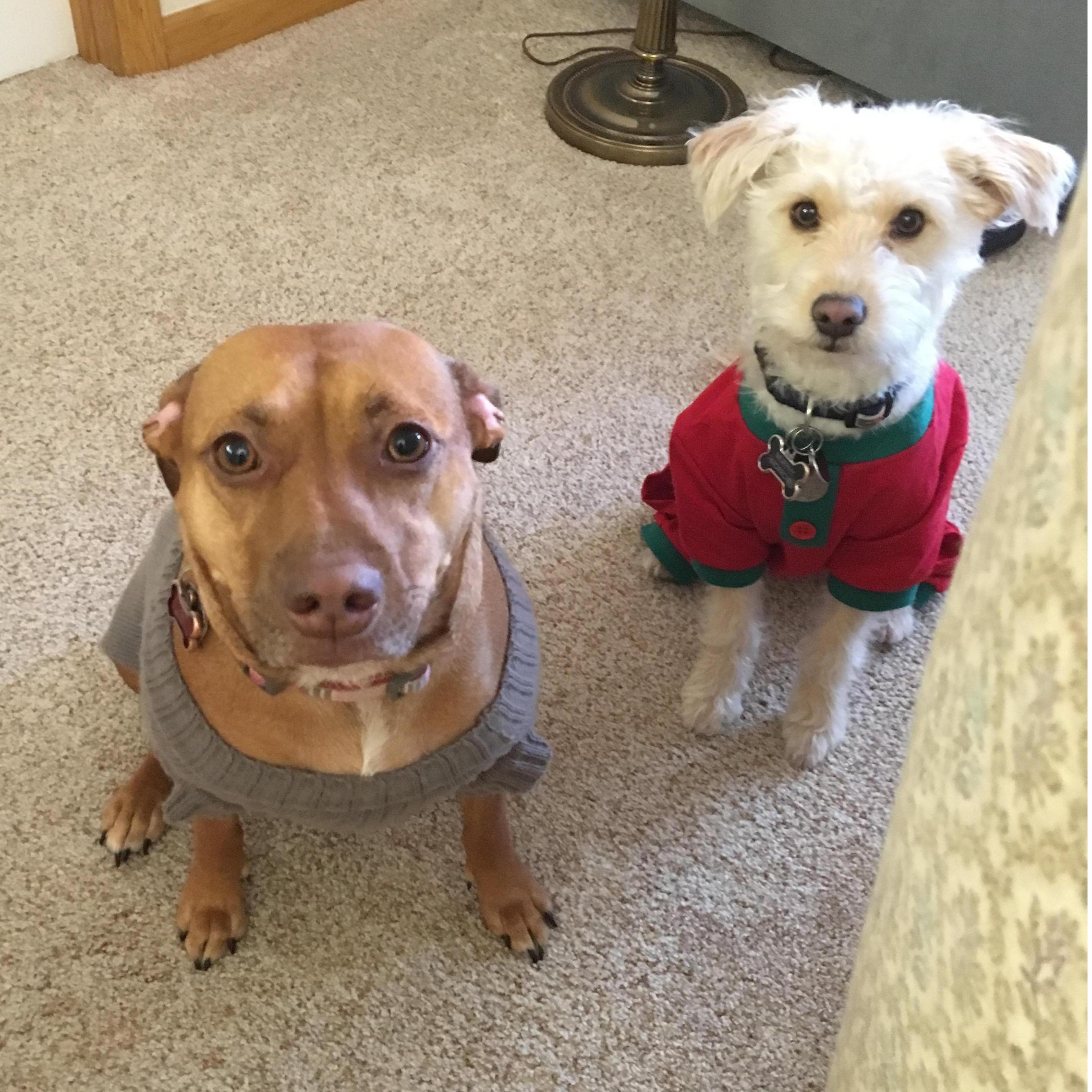 The couples fur babies!