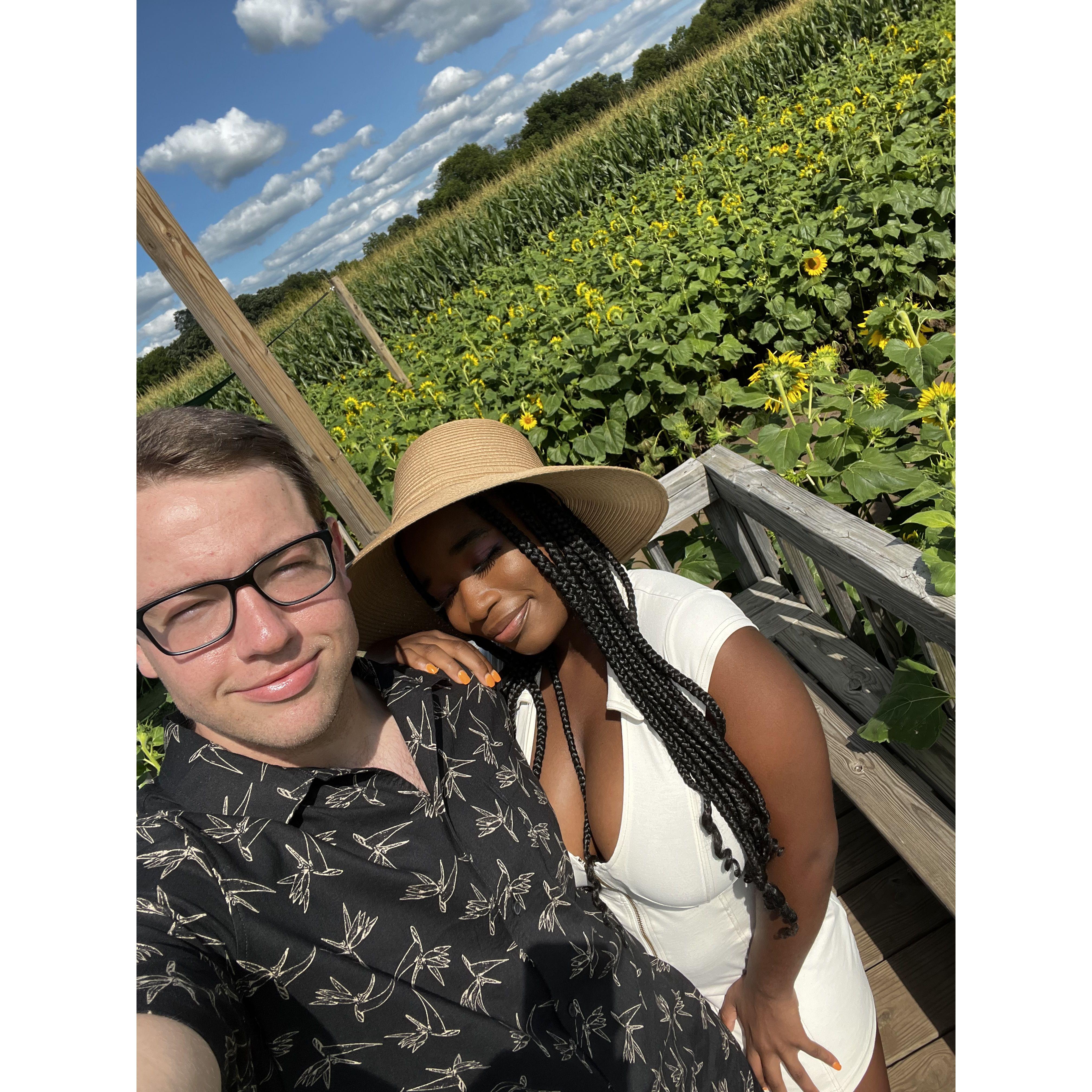 Sunflower field 2022
