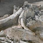 Waco Mammoth National Monument