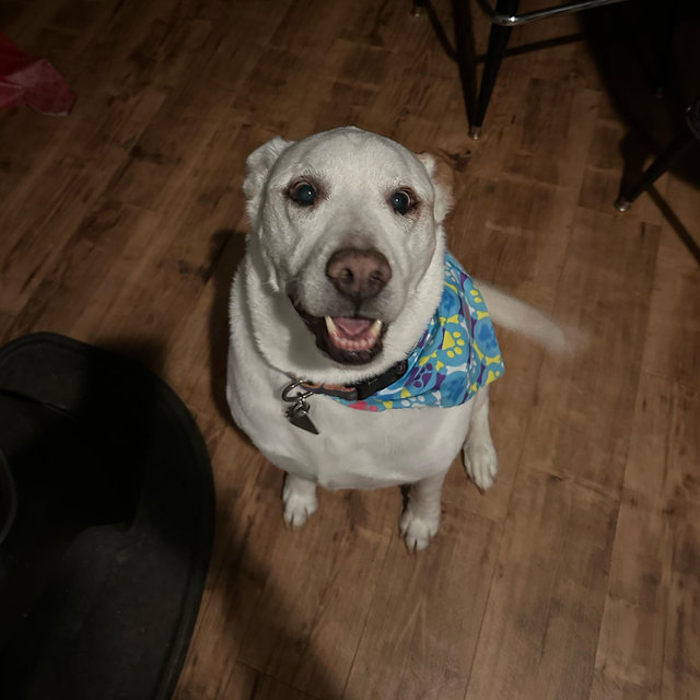 Scoobys Vacation @ Savvy Paws