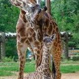 Greenville Zoo