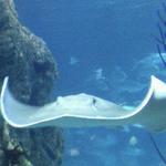 Downtown Aquarium