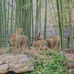 Saint Louis Zoo