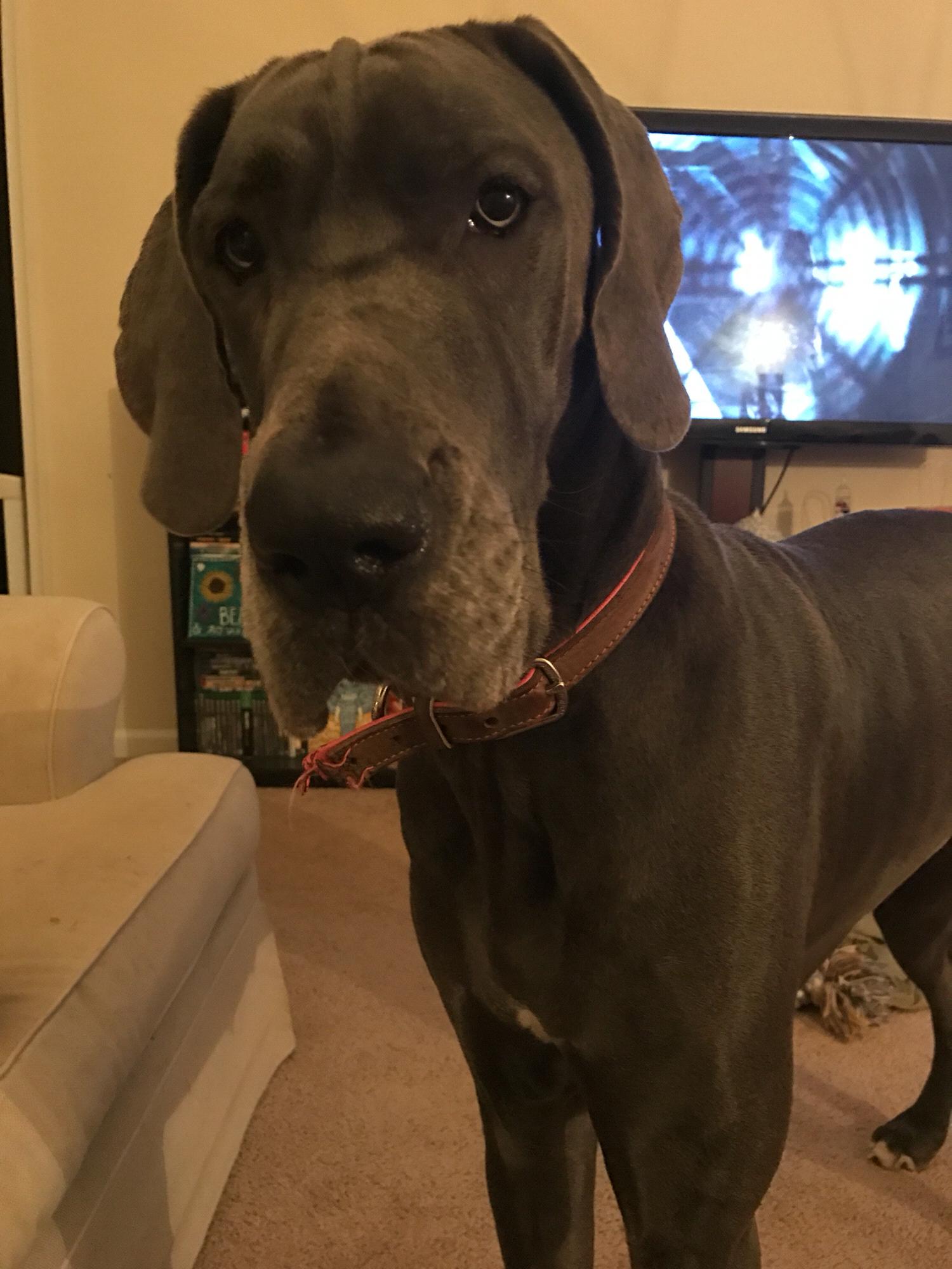 Meet Penelope! She was our first Dane. She’s about 2 1/2 and 130 lbs solid. She loves to sniff everything, gives hugs, loves a good pawssage, and is also the smart one when she wants to be.