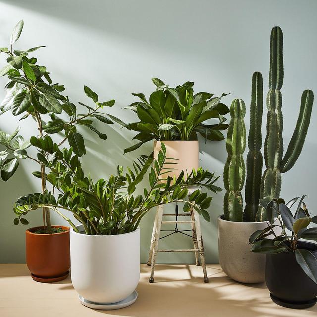Large Indoor & Outdoor Planters