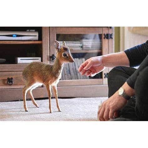 A Dik-Dik. (Please bring at least 2 to the wedding)
