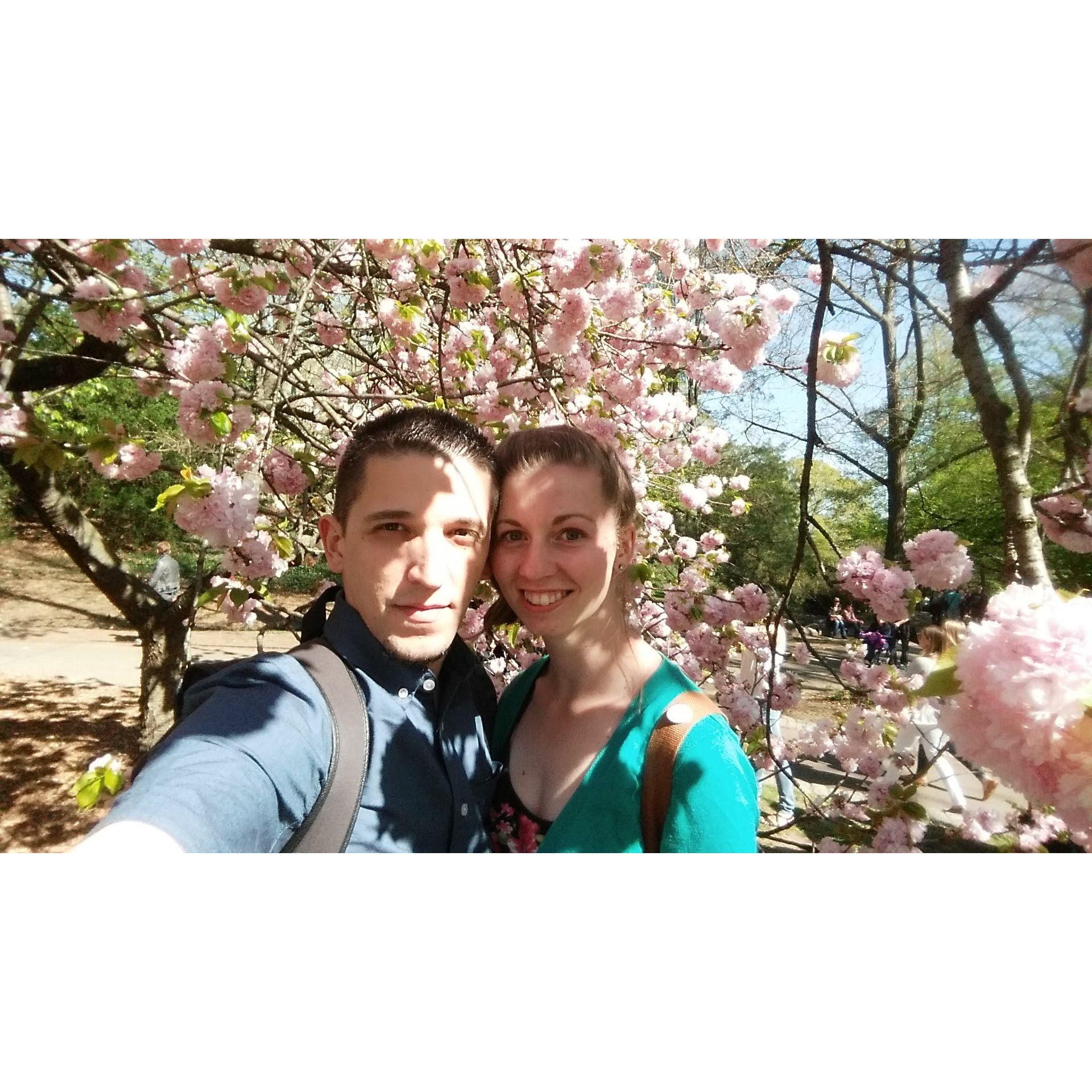 Cherry blossoms, Brooklyn Botanic Garden in 2016