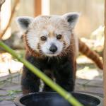 Potawatomi Zoo