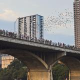 Congress Bridge Bats