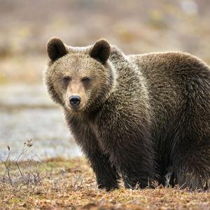 Wildlife Safari Tour