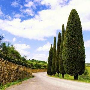 Taste of Chianti: Tuscan Cheese, Wine and Lunch from Florence provided by Walkabout Florence Tours