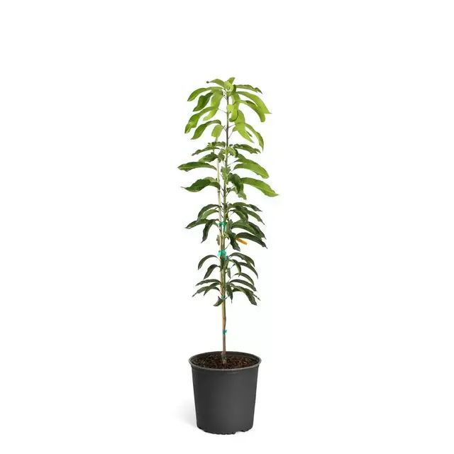 3 Gal. Glenn Mango Tree