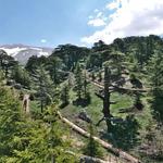 Cedars of God Bsharri