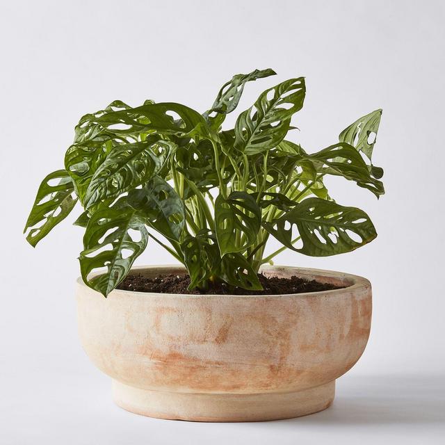 Footed Terra-Cotta Bowl Planters