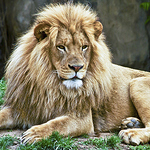 Saint Louis Zoo
