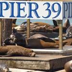PIER 39