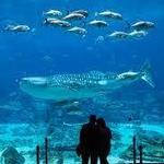 Georgia Aquarium