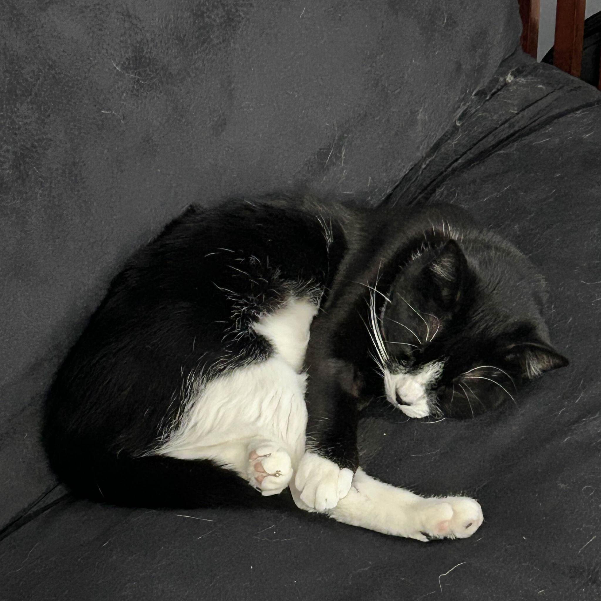 Our boy Gomez taking a nap on the couch. We've only had him a year but we love him so!