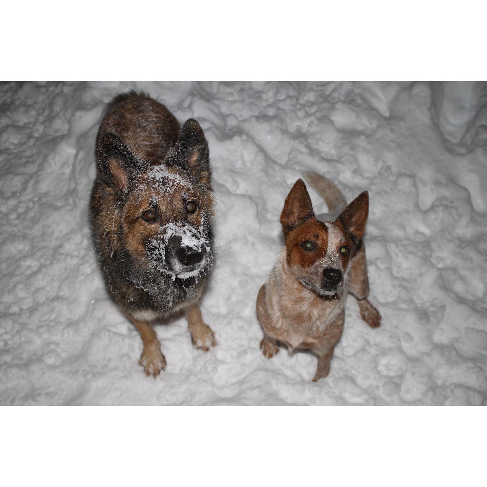 Miss Papoochkins & Mr. Wiggle Butt