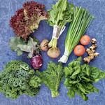 The St. Augustine Amphitheatre Farmers Market