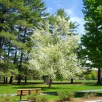 Look Memorial Park