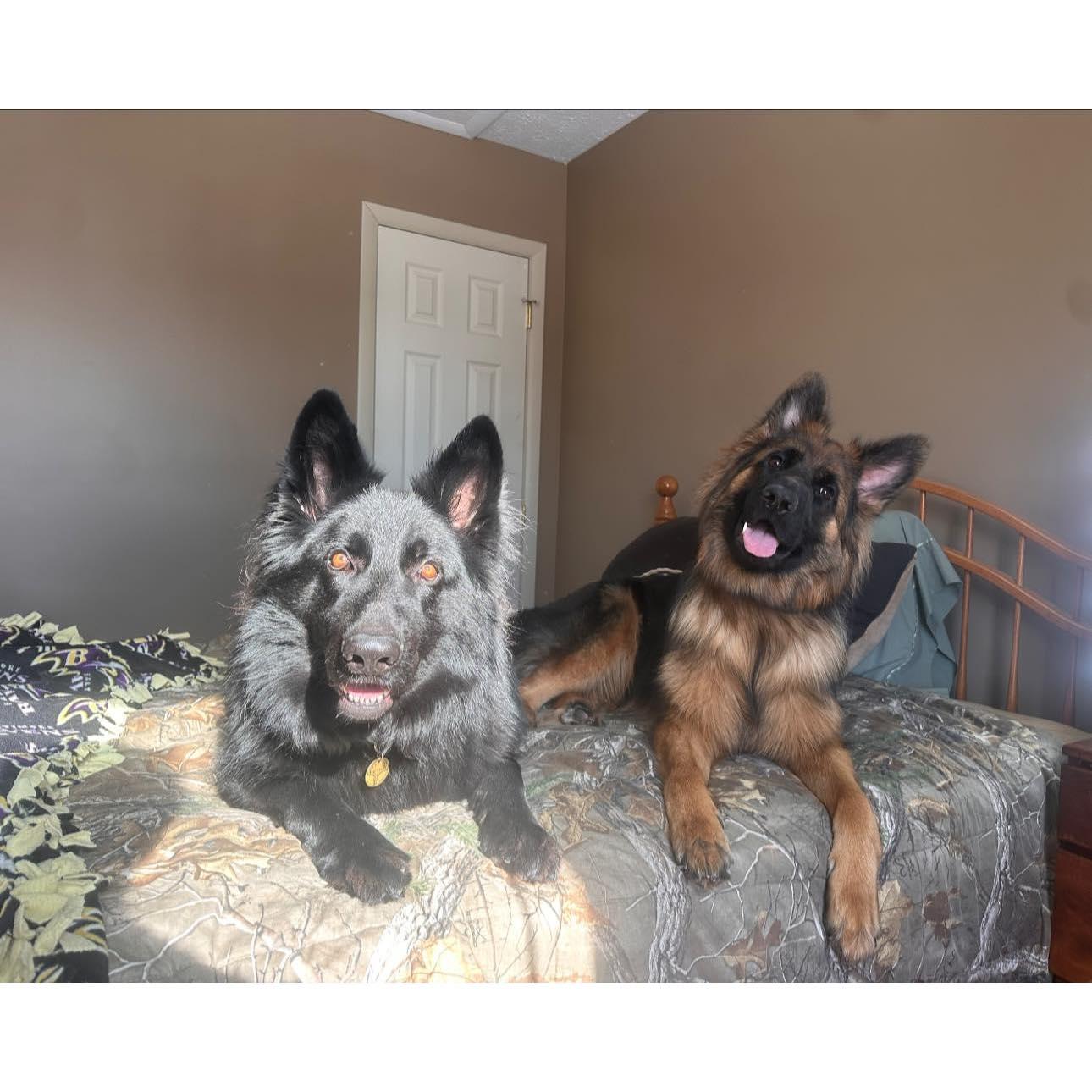 Our fur babies