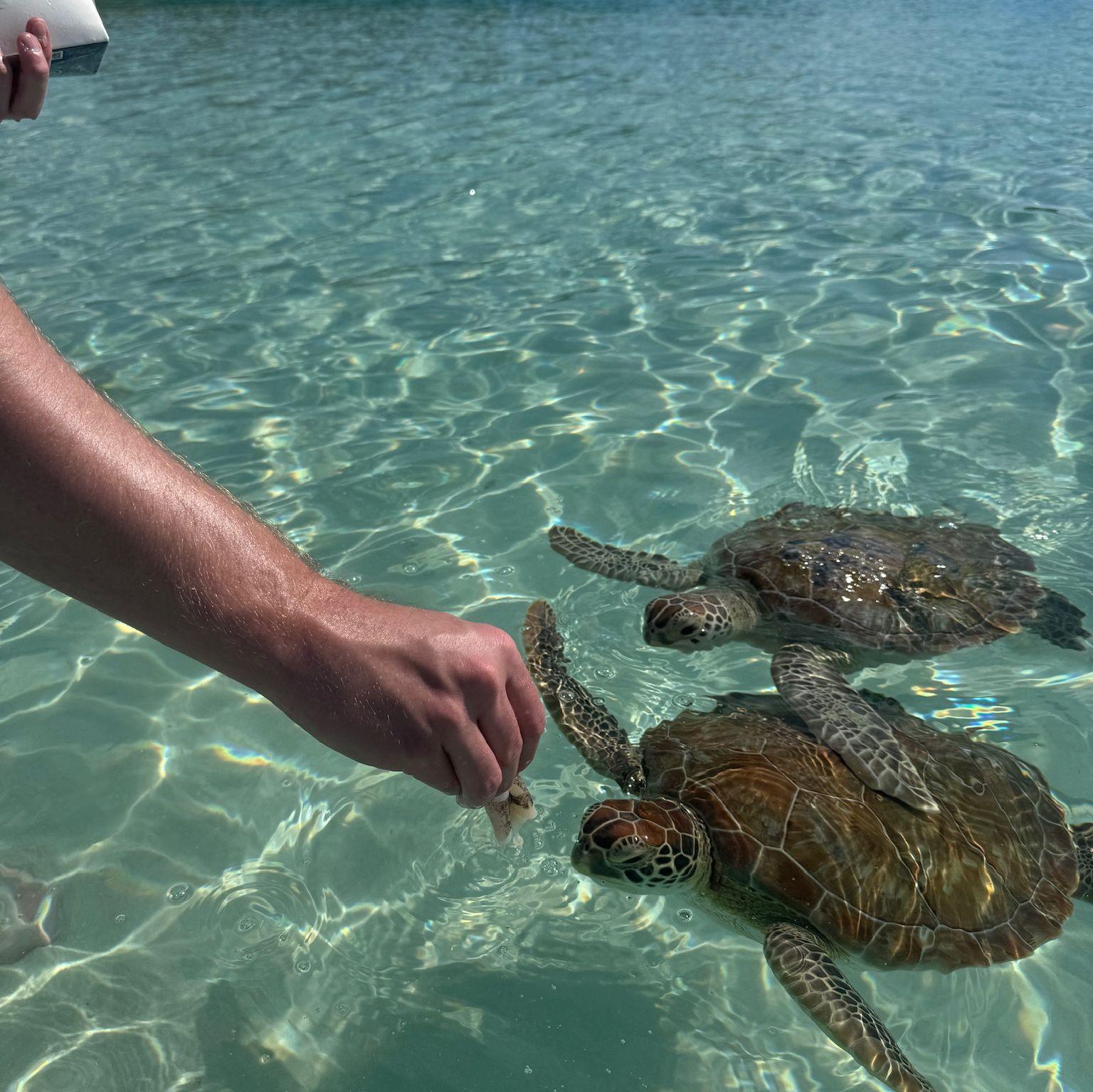 Feeding the sea turtles near  Great Guana Cay!