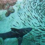 Mote Marine Laboratory & Aquarium