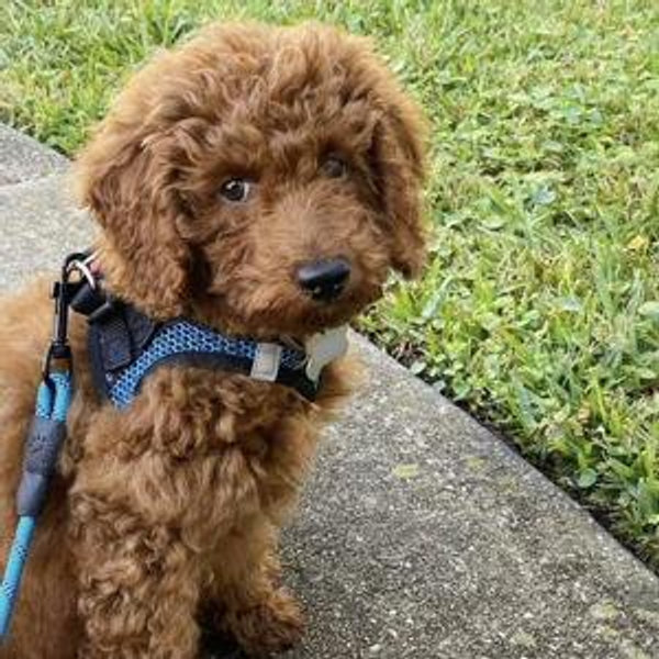 A Pup