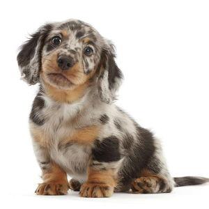 Our New Puppy
