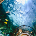 The Dallas World Aquarium
