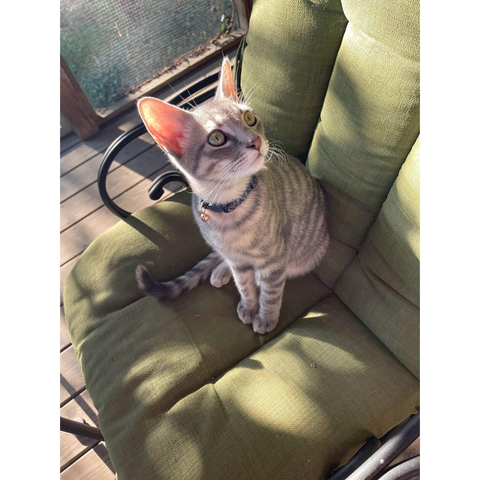 In August of 2022 we added Bumi to the family!