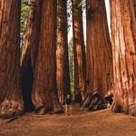 Avenue of the Giants