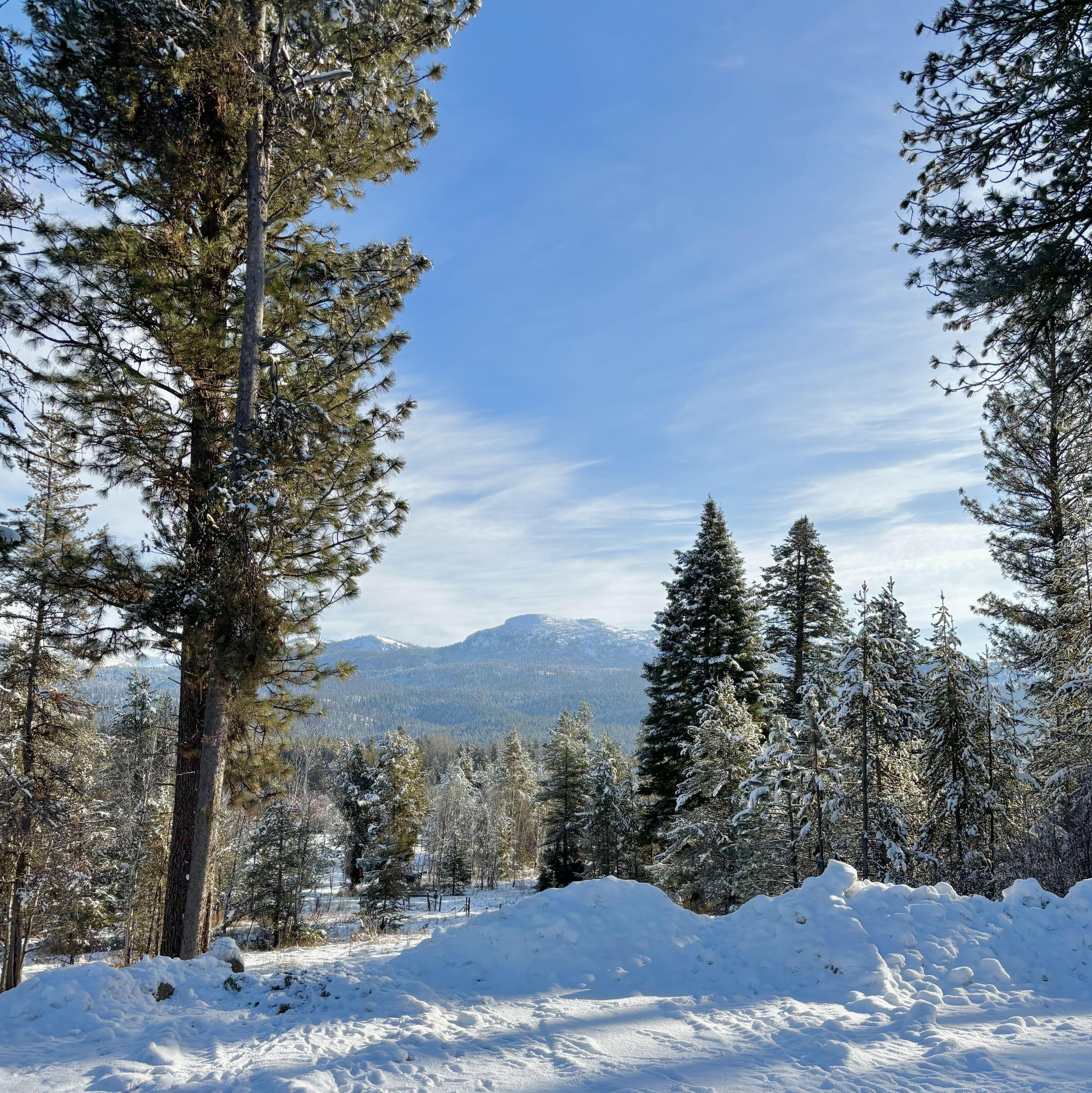 Near our house. February 2025.