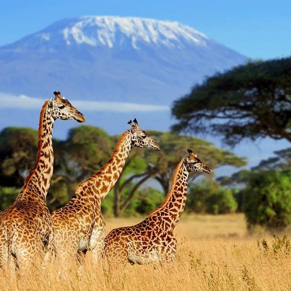 Honeymoon to Africa Fund!