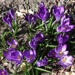 Denver Botanic Gardens
