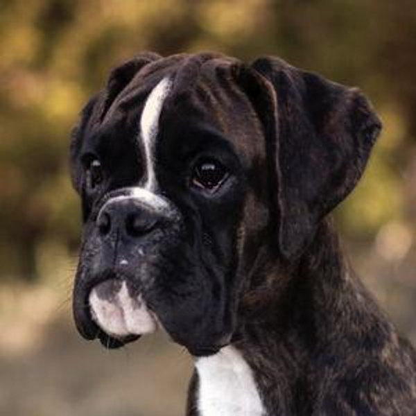 Our New Boxer Puppy