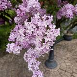 Lilac Gardens-Hulda Klager