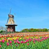 Holland Tulip Festival